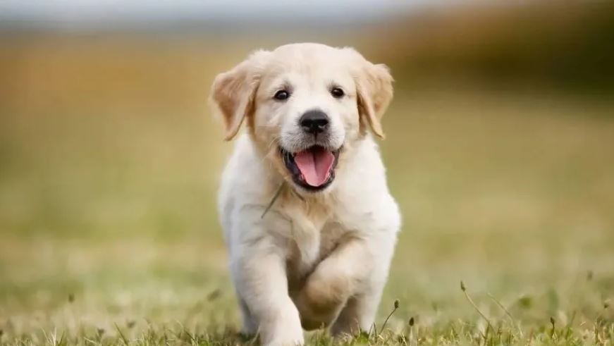 Cuidado básico de nuestro perro